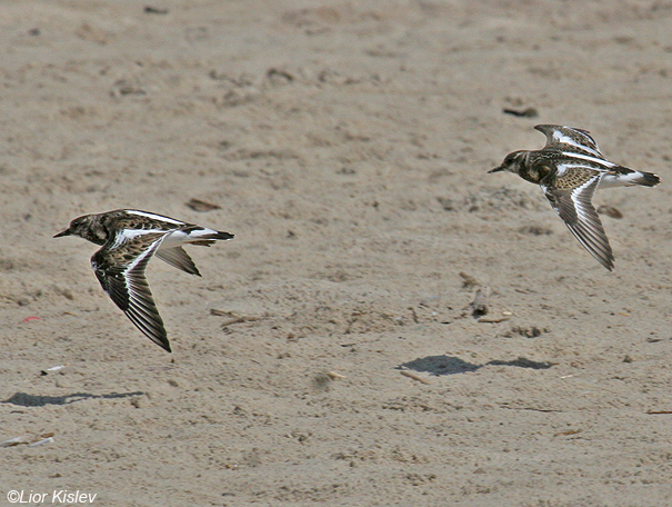 ארנריה  אדמונית Ruddy Turnstone Arenaria interpres                             מעגן מיכאל,ספטמבר 2007.